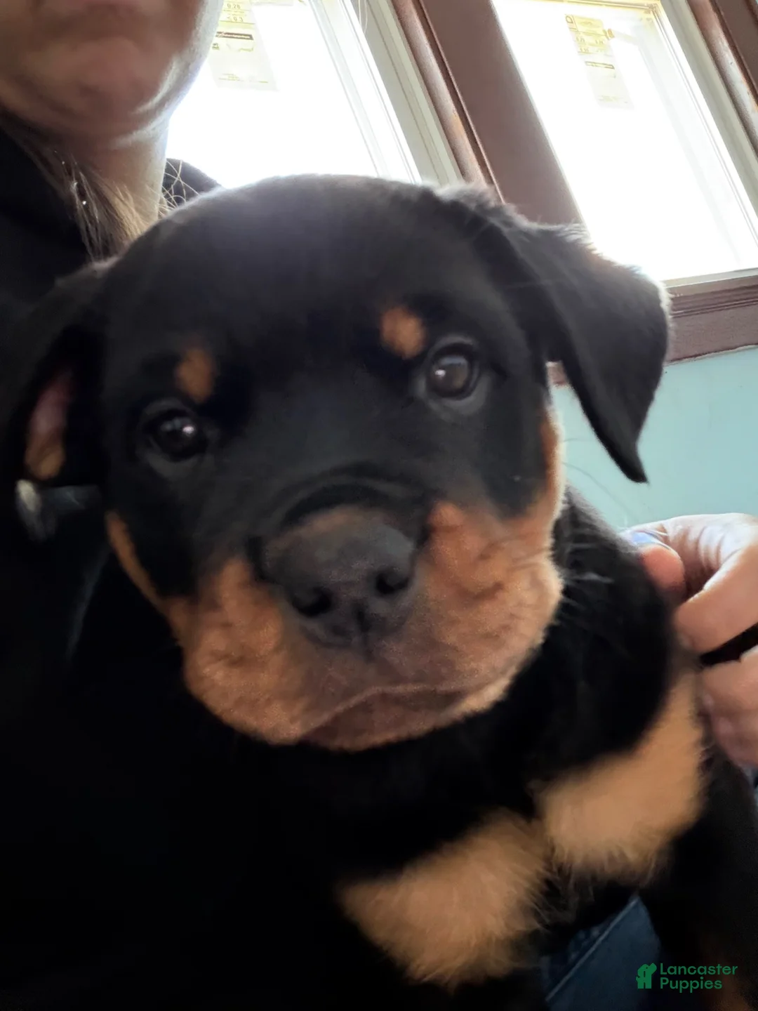 Rottweiler dogs for sale: Navy - Ad 1