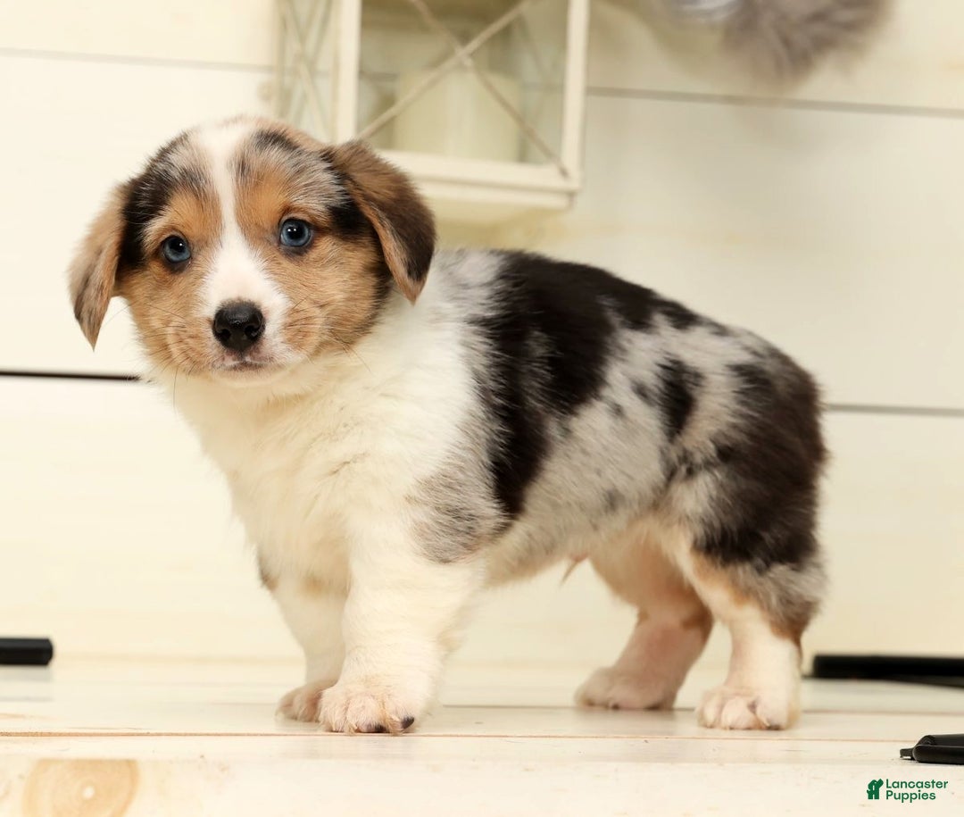Welsh Corgi Pembroke dogs for sale: Clyde - Ad 4