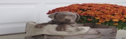 Labrador Retriever dogs for sale: Silver Andy - Ad 1
