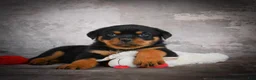 Rottweiler dogs for sale: Lane - Ad 4