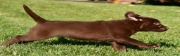 Labrador Retriever dogs for sale: Libby - Ad 9