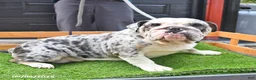 English Bulldog dogs for sale: Harmony - Ad 6