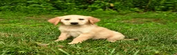 Golden Retriever dogs for sale: Nina - Ad 1