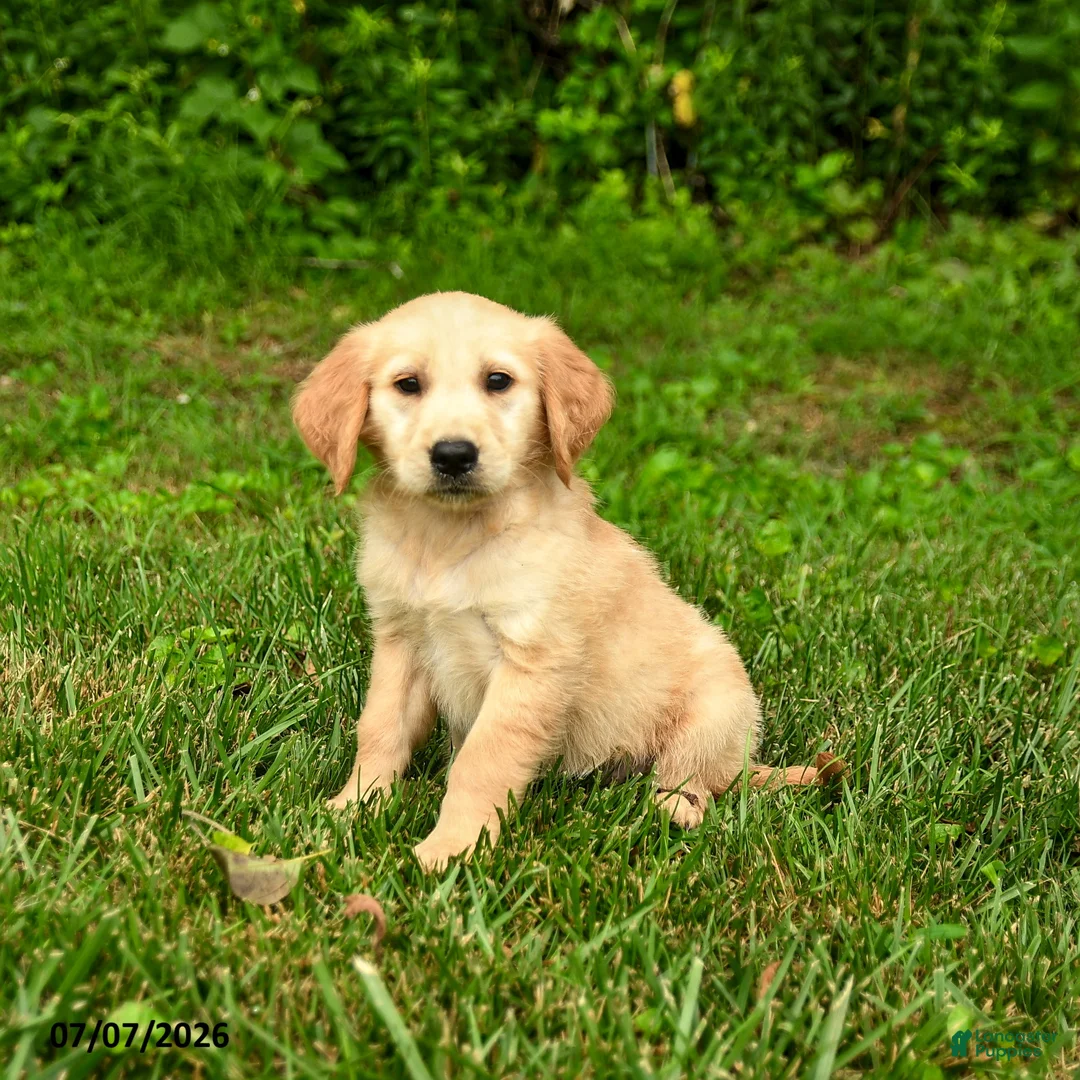 Golden Retriever dogs for sale: Nina - Ad 1