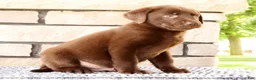 Labrador Retriever dogs for sale: Roger - Ad 6