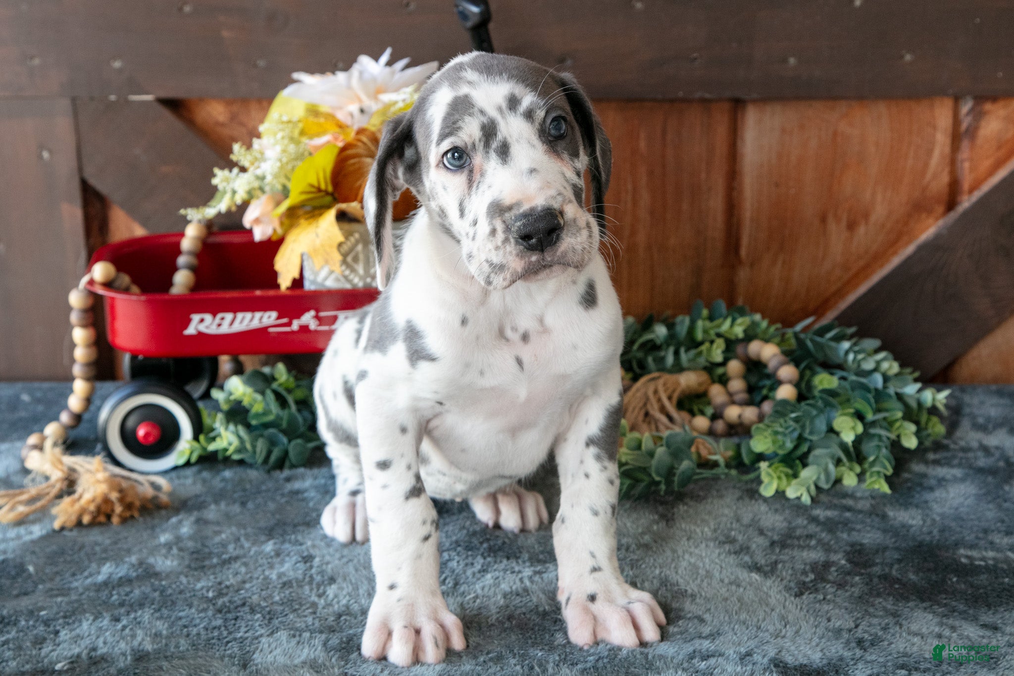 Great Dane dogs for sale: Sweetie - Ad 1