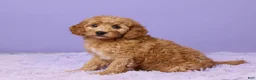 Mini Goldendoodle dogs for sale: Hazel - Ad 2
