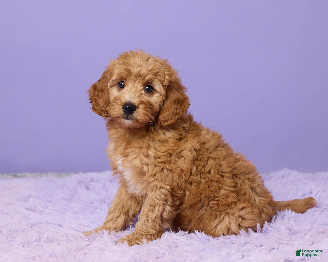 Mini Goldendoodle dogs for sale: Hazel - Ad 2
