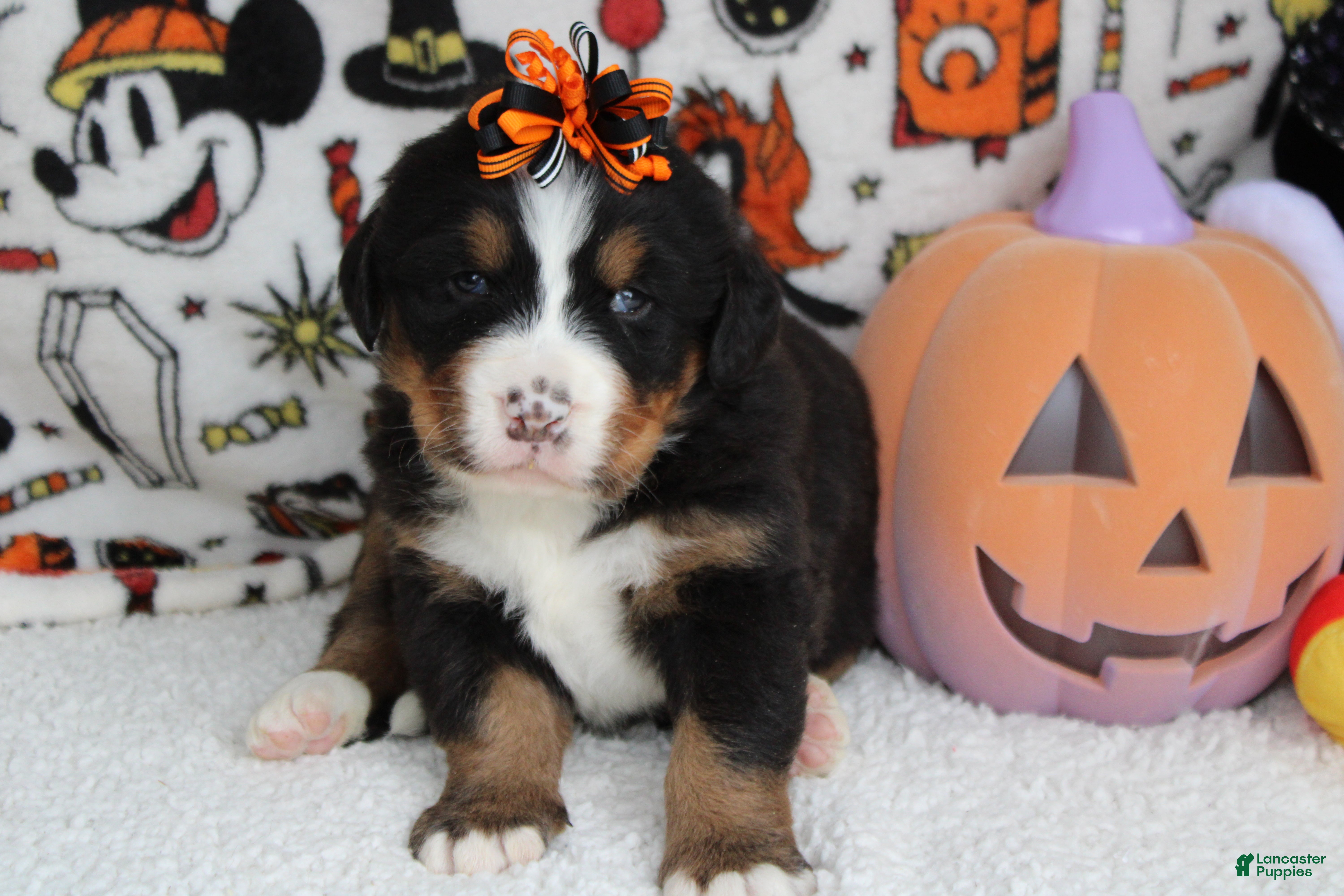 Bernese Mountain Dog dogs Cagney  - Ad 36