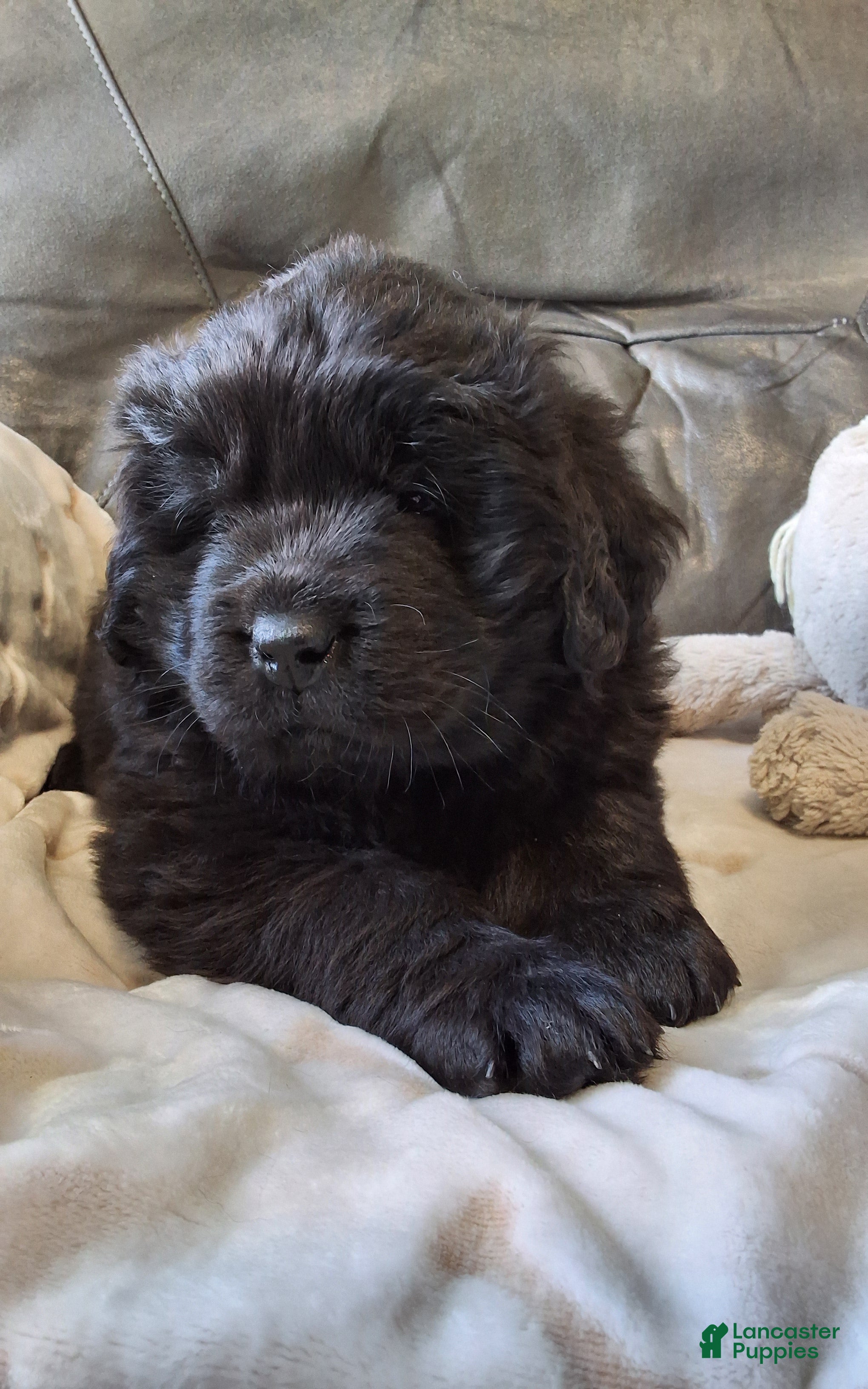 Newfoundland dogs Newfoundland Puppy 1 - Ad 2