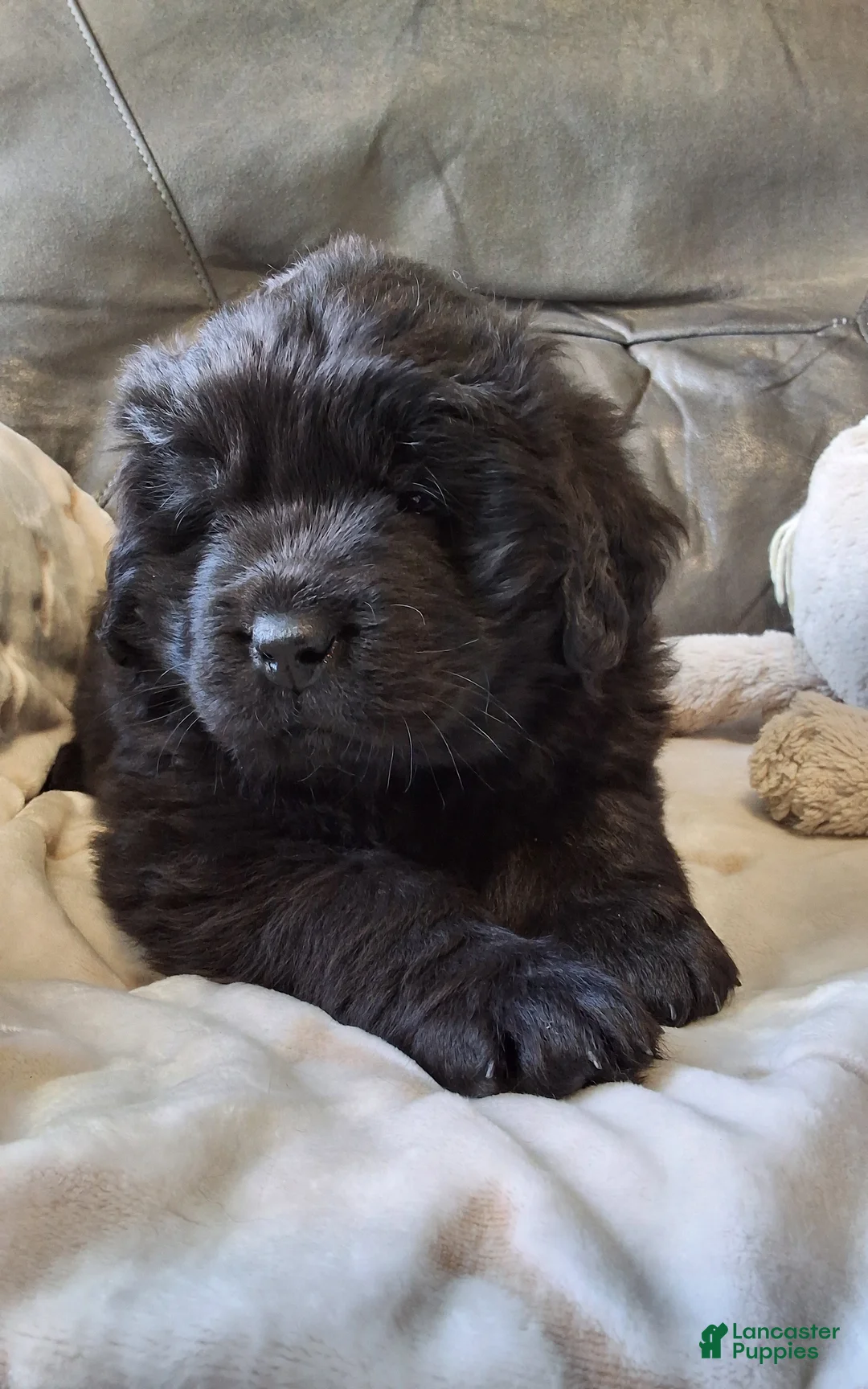 Newfoundland dogs for sale: AKC OFA BEAR - Ad 2