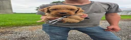 Mixed Breed dogs for sale: Mixed Breed 7 Harley - Ad 1