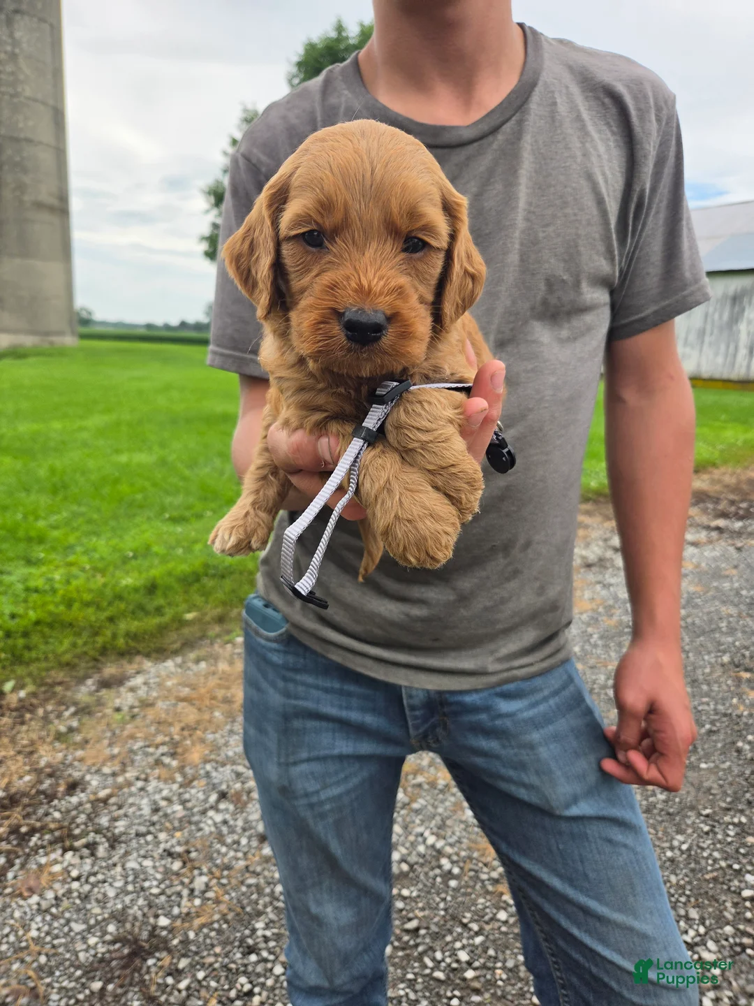 Mixed Breed dogs for sale: Mixed Breed 7 Harley - Ad 1