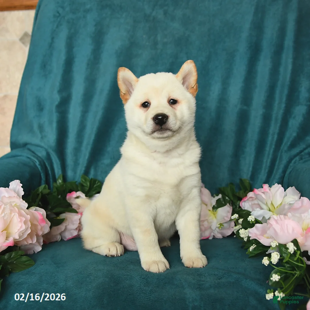 Shiba Inu dogs for sale: Lucky - Ad 2