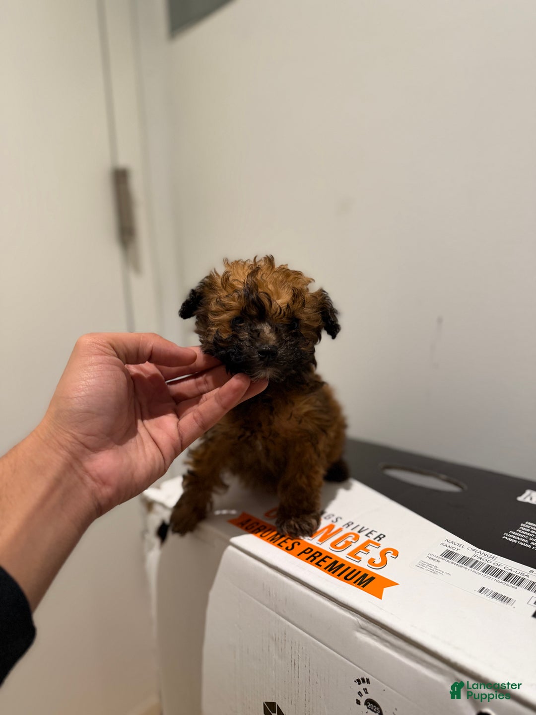 Toy Poodle dogs for sale: Teacup 4-5lbs - Ad 7