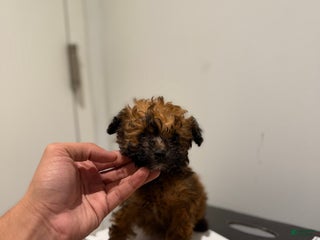 Toy Poodle dogs Toy Poodle Puppy 1 - Ad 11