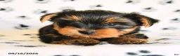 Yorkshire Terrier dogs for sale: Peanut  - Ad 3