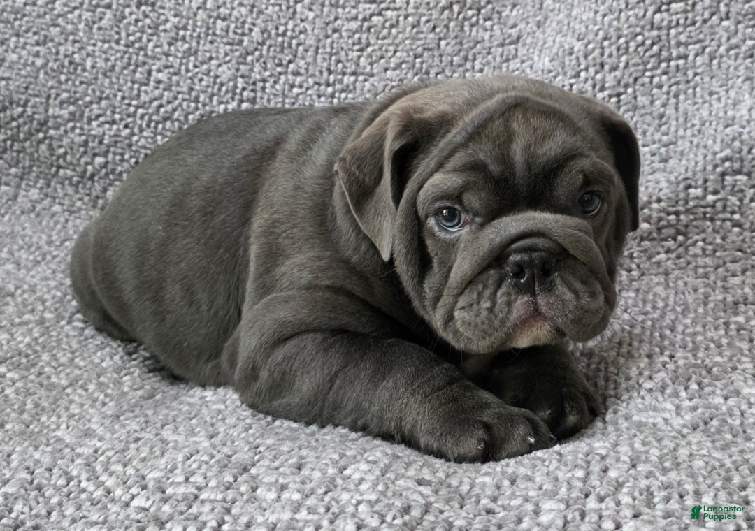 English Bulldog dogs for sale: Bell - Ad 2