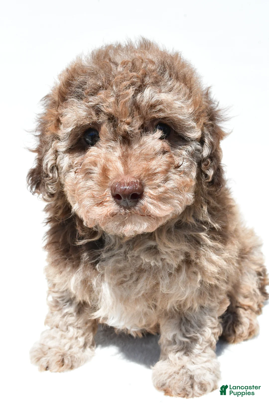 Miniature Poodle dogs for sale: Flower - Ad 8