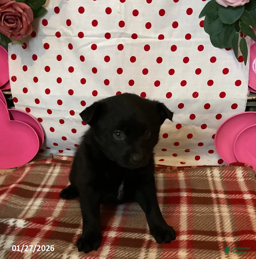 Pomsky dogs for sale: Mason - Ad 3