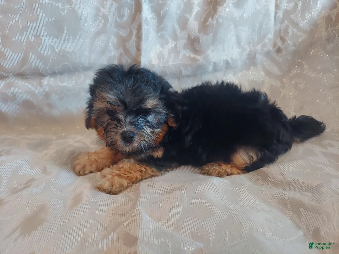 Maltipoo dogs for sale: Maltipoo 1 - Ad 3