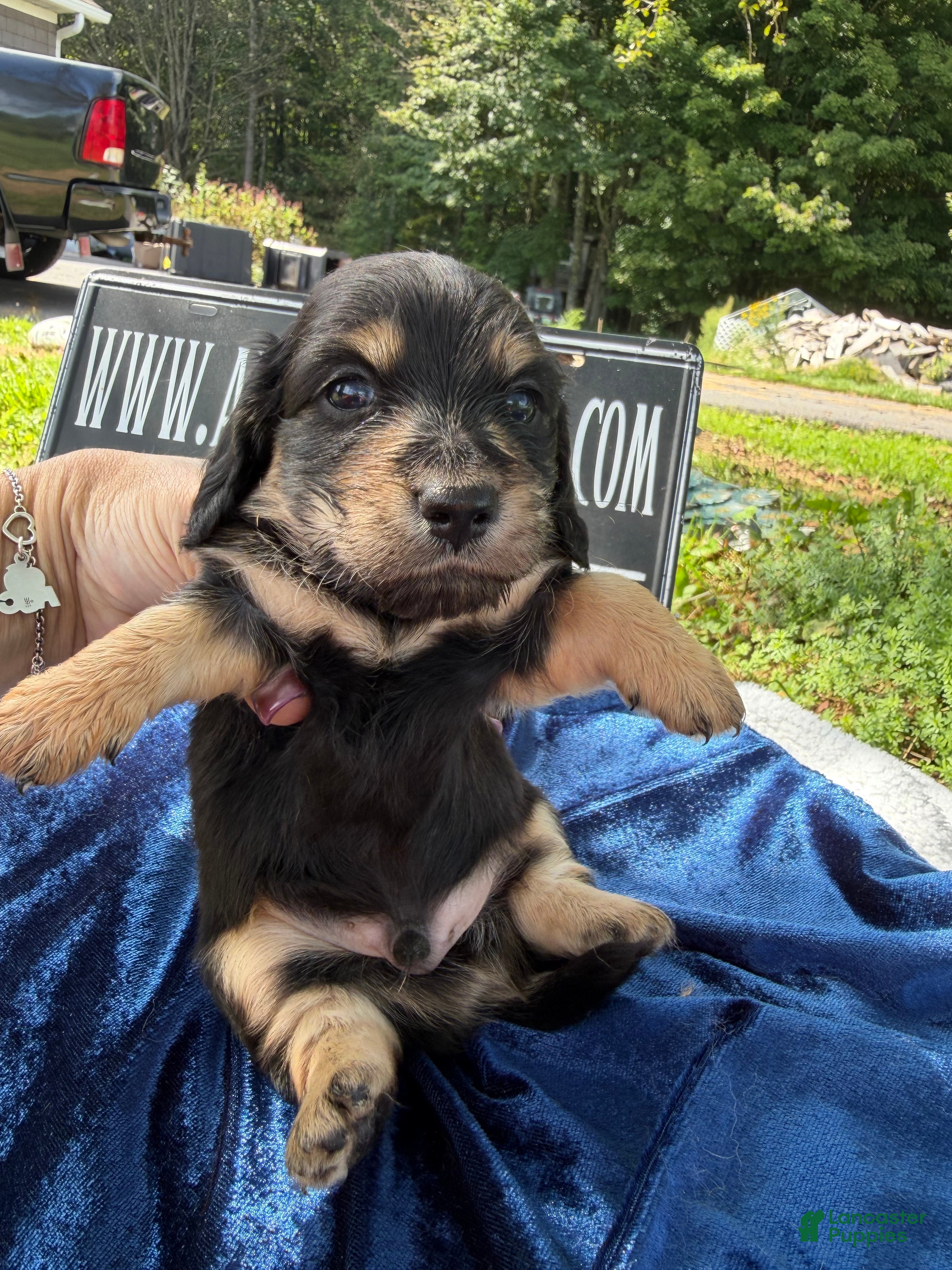 Miniature Dachshund dogs Russian  - Ad 38