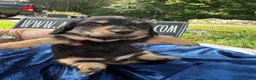 Miniature Dachshund dogs for sale: Russian  - Ad 1