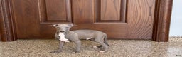 Italian Greyhound dogs for sale: Norm - Ad 7