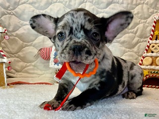 French Bulldog dogs Force - Ad 22