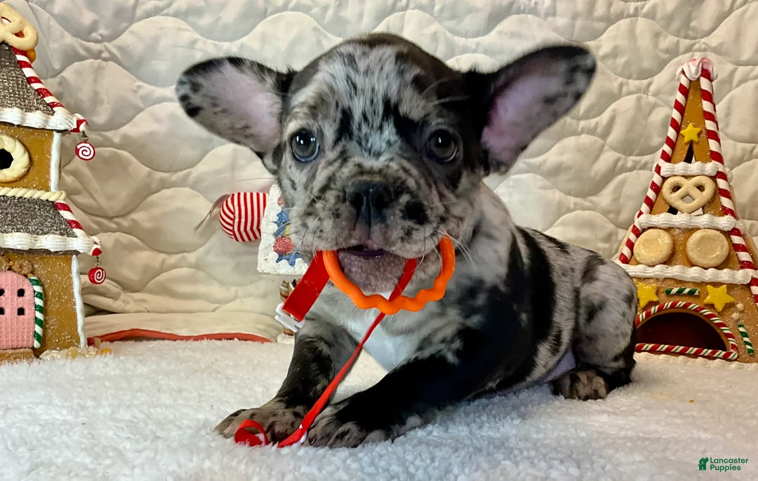 French Bulldog dogs for sale: Force  - Ad 15