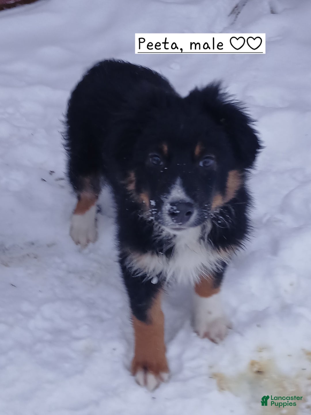 Australian Shepherd dogs for sale: Peeta - Ad 6