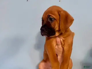 Mixed Breed dogs Pluto - Ad 2