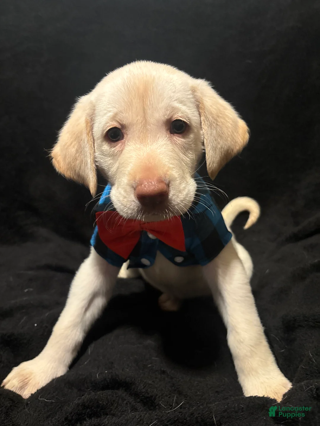 Labrador Retriever dogs for sale: Bear (blue)  - Ad 1