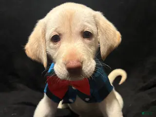 Labrador Retriever dogs Bear (blue) - Ad 21