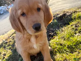 Golden Retriever dogs Titan-Blue - Ad 5