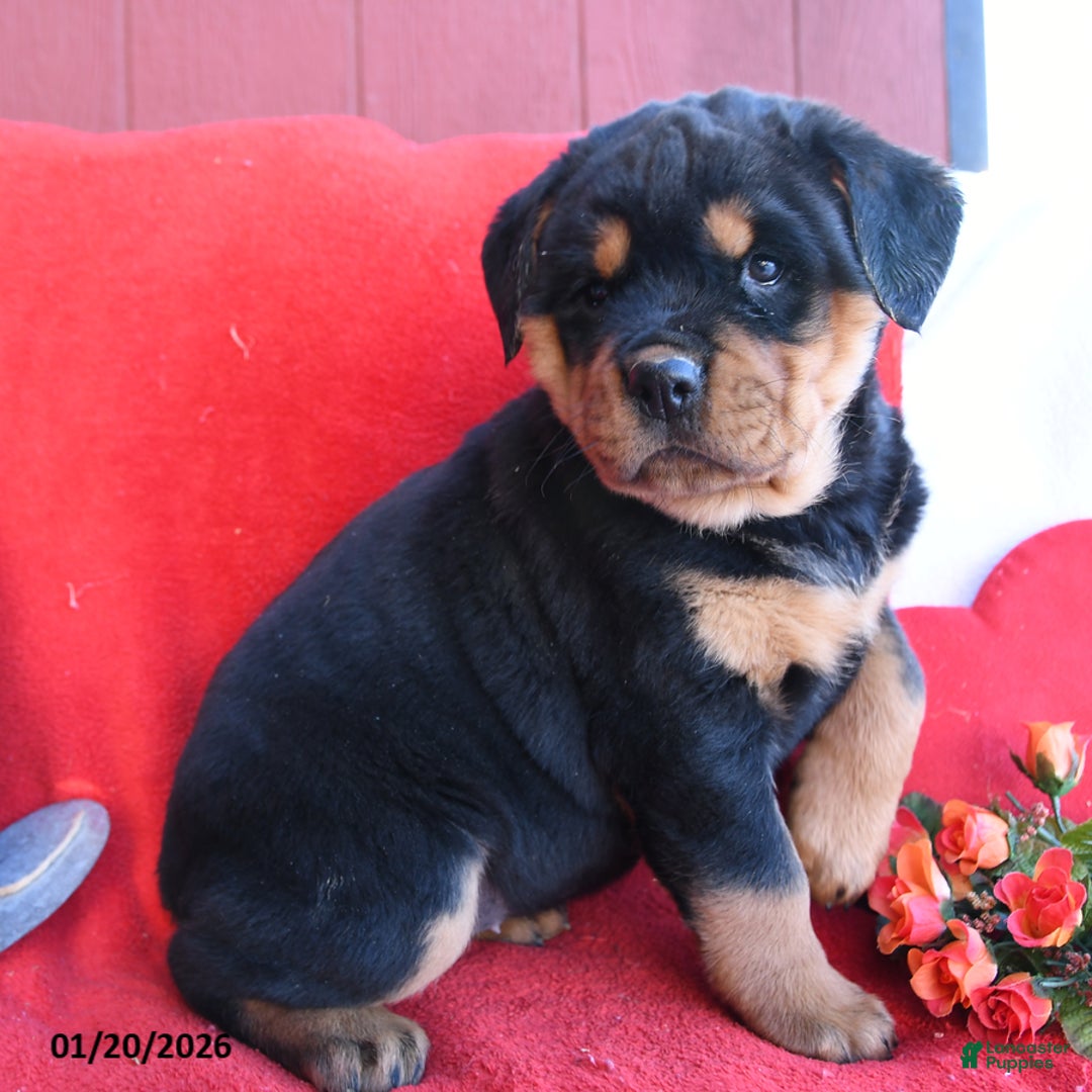 Rottweiler dogs for sale: Roxy - Ad 5