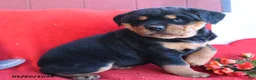 Rottweiler dogs for sale: Roxy - Ad 5
