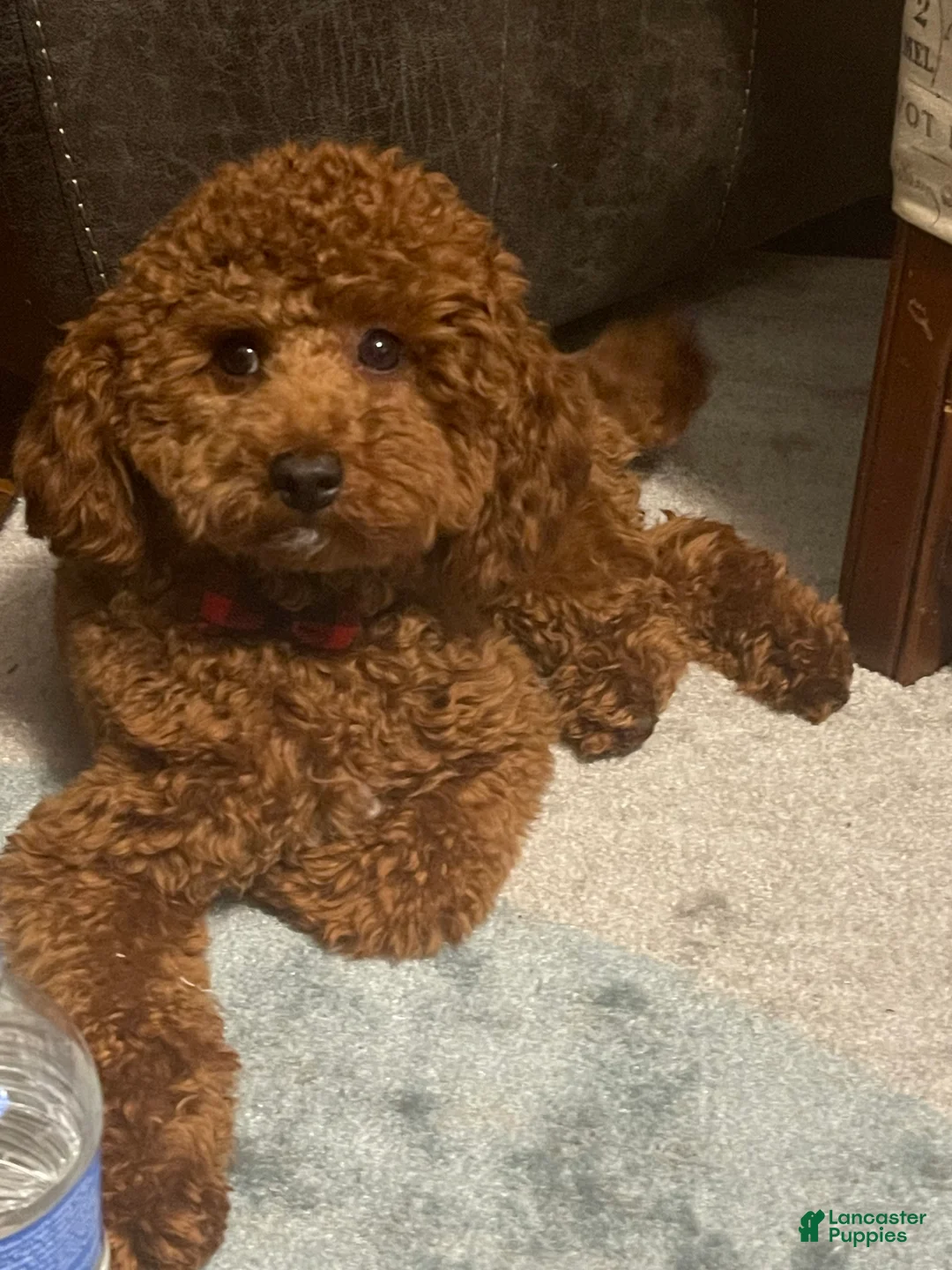 Gallery Image {{count}}