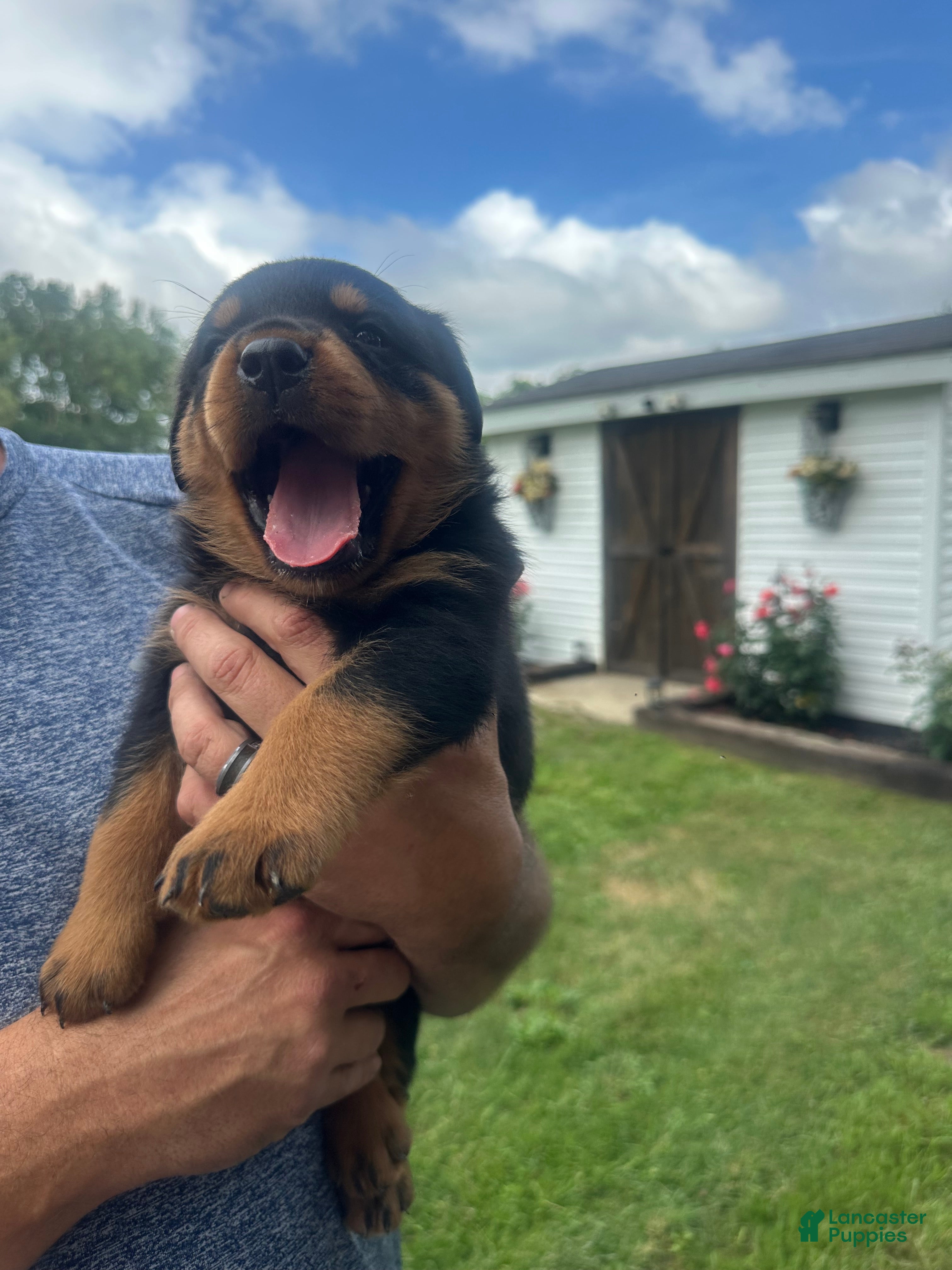 Rottweiler dogs Rottweiler 4 reba - Ad 34