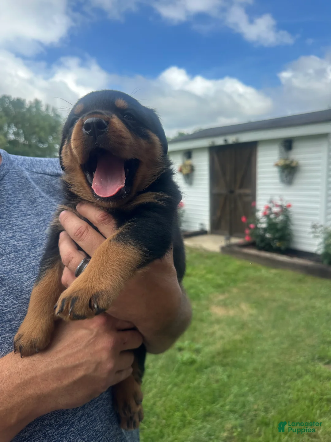 Rottweiler dogs for sale: Rottweiler 4 reba - Ad 1