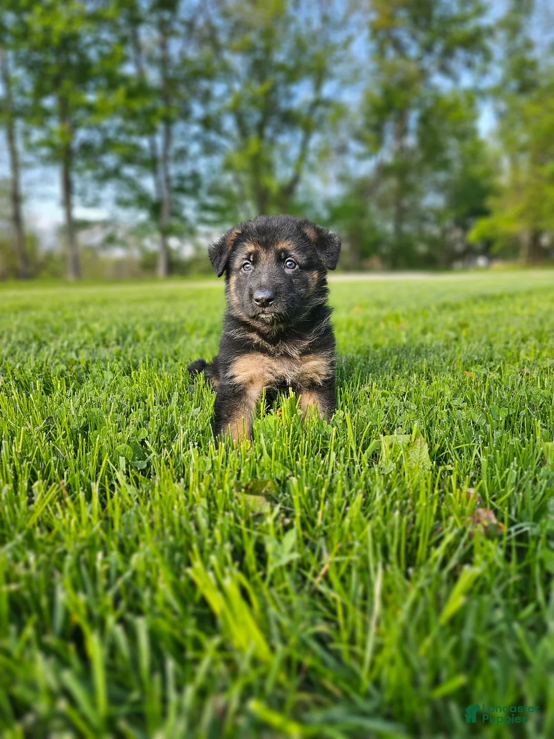 German Shepherd dogs for sale: Cannon - Ad 1