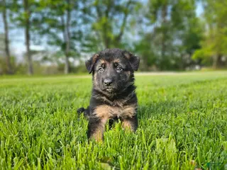 German Shepherd dogs for sale: Cannon - Ad 4