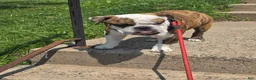 English Bulldog dogs for stud: Albert - Ad 2