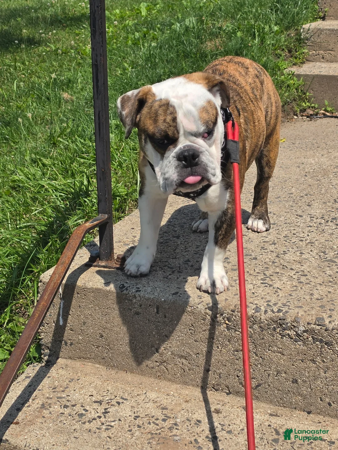 English Bulldog dogs for stud: Albert - Ad 2