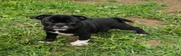 Mixed Breed dogs for sale: SALE! Mini Dolly Dimples - Ad 1