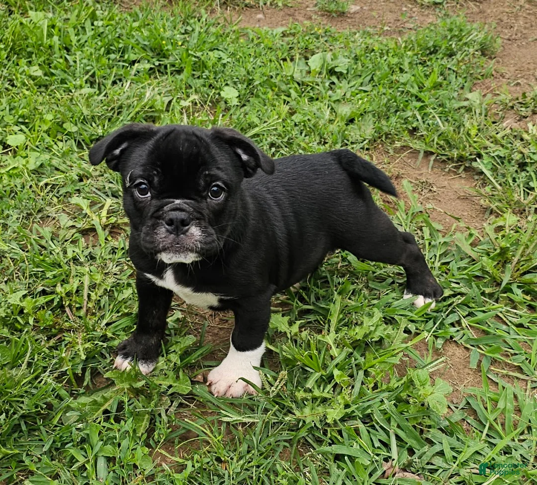 Mixed Breed dogs for sale: SALE! Mini Dolly Dimples - Ad 1