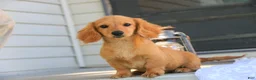 Miniature Dachshund dogs for sale: Rusty Miniature Dachshund  - Ad 5