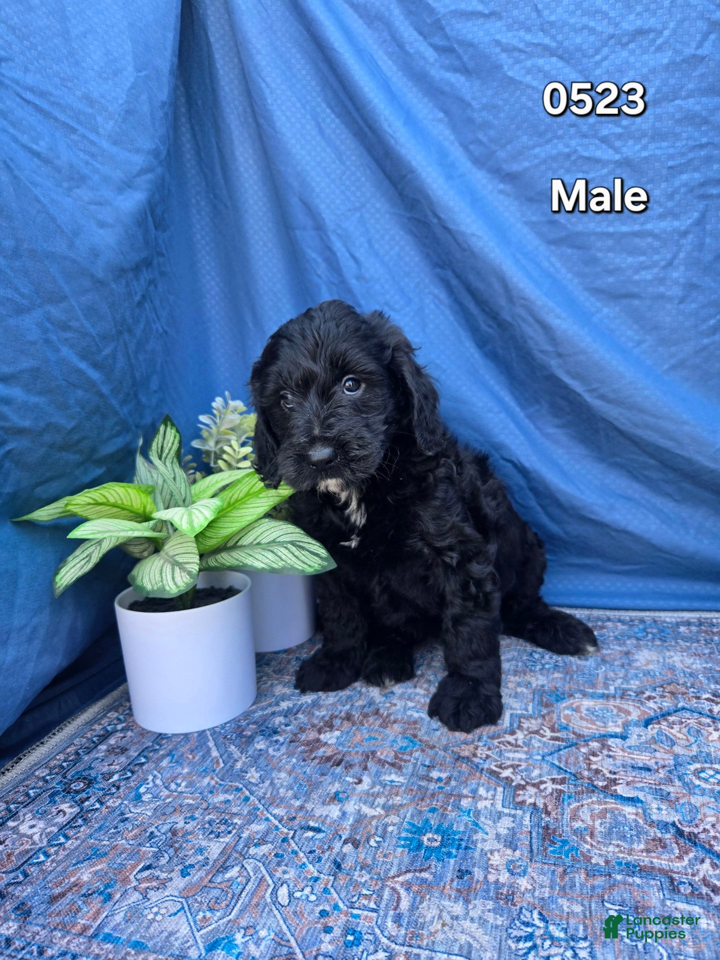 Mini Goldendoodle dogs Mini Goldendoodle Puppy 3 - Ad 29
