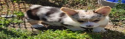 Welsh Corgi Pembroke dogs for sale: Stunning Stanley  - Ad 25