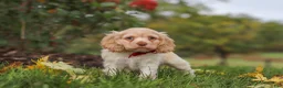 Cocker Spaniel dogs for sale: Acorn - Ad 4